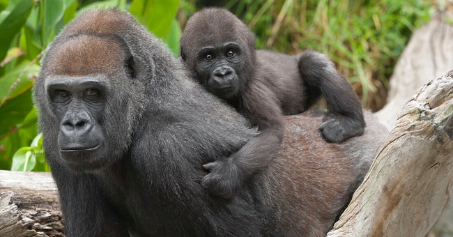 Herpes Virus Is Similar to the Human Infection Epstein-Barr Virus Found in Mountain Gorillas