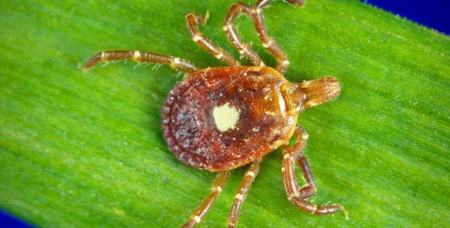 Honestly, If You Get Bitten by This Bug, You Will Be Forced to Become a Vegetarian