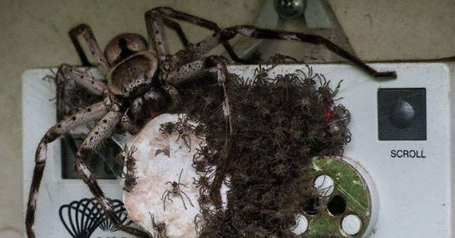Horror with 100% Real Photos of Horror Shows That Nature in Australia Is
