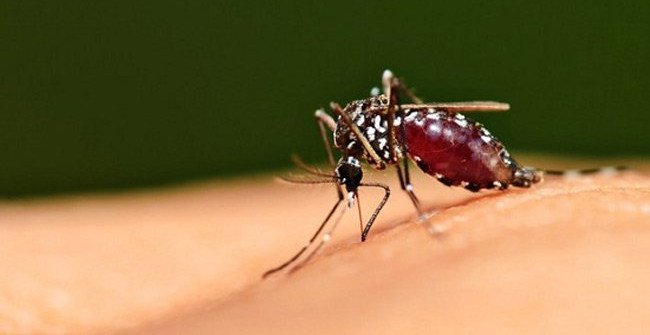 How Do Foreigners Find and Kill Mosquitoes Buzzing in the Bedroom