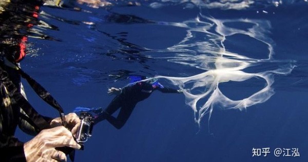 How Do Whales Survive and Breastfeed in the Ocean?