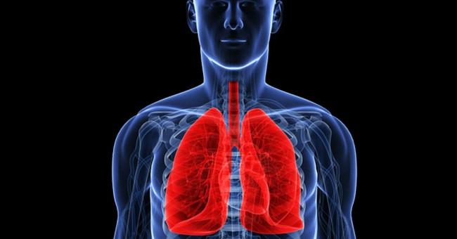 How Does the Lungs Work in the Human Body