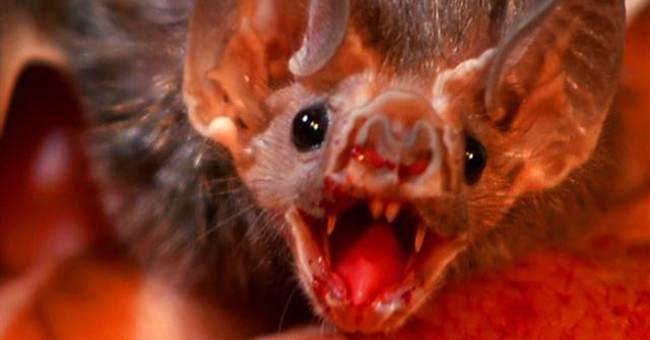 How Real Is the Blood-sucking Monster on the Earth Scary