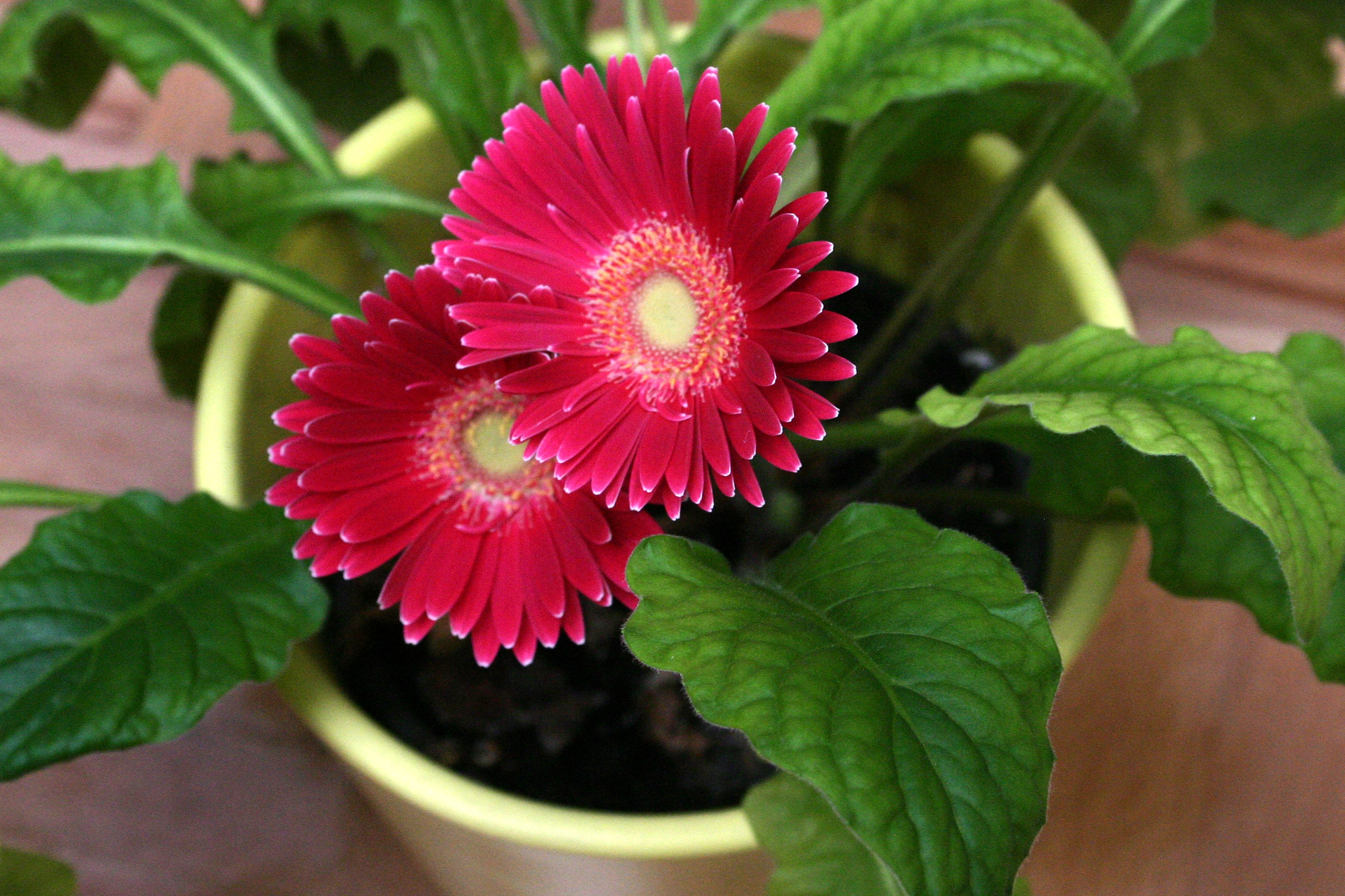 How to Care for Fuschia: Step-by-Step Guide