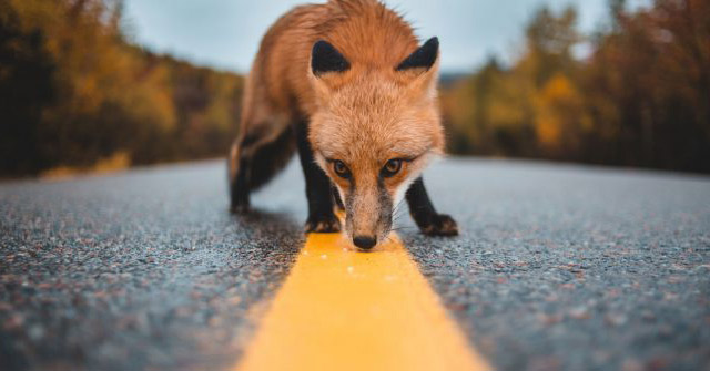 How to Fix Firefox Error Proxy Server Refuses to Connect