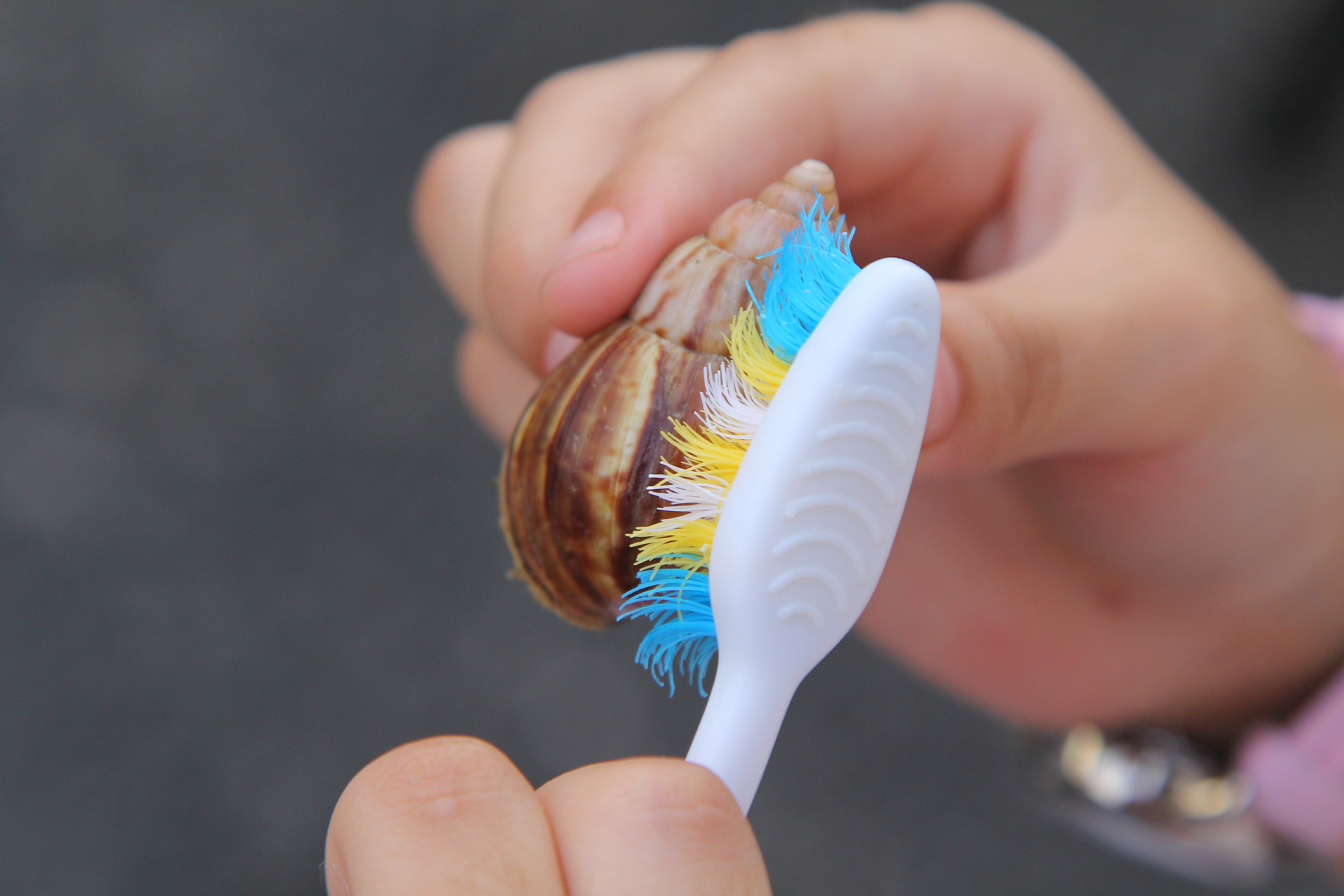 How to Keep a Pet Land Snail: Step-by-Step Guide