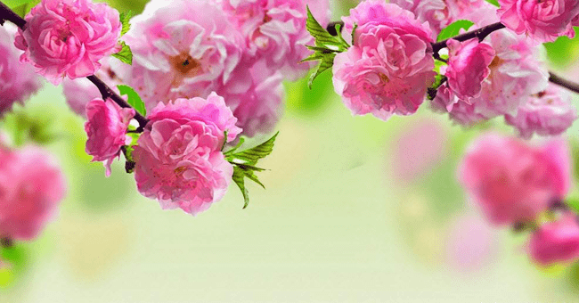 How to Make Beautiful Cherry Blossoms to Welcome Beautiful Spring