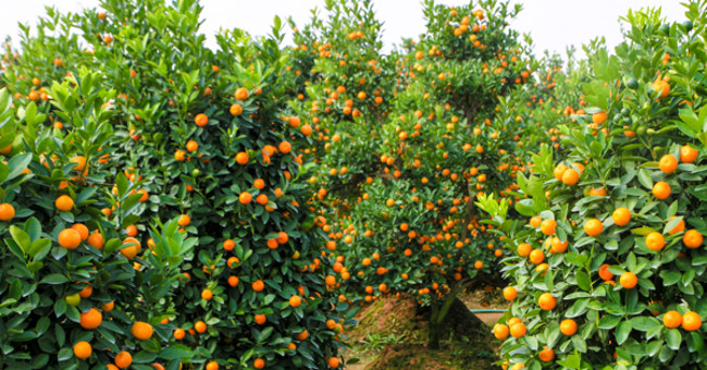 How to Plant and Care for Kumquat Trees After Tet