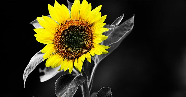 Photo Editing Tools: How to Use Resizing Online Photo Editing