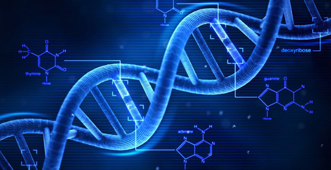 Human DNA Is 600 Times Longer Than the Distance from the Sun