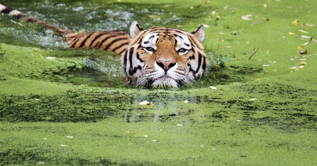 Hungry Tiger Risked His Life and Plundered the Crocodile's Bait, Did the Bloody End Happen?