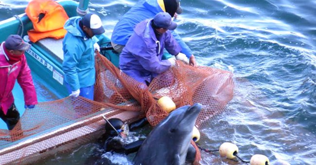 'hunting' Season and Bloody Carnage Dolphins in Taiji, Japan