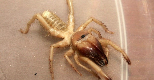 Hybrid Between Giant Spiders and Scorpions, This Furry Exotic