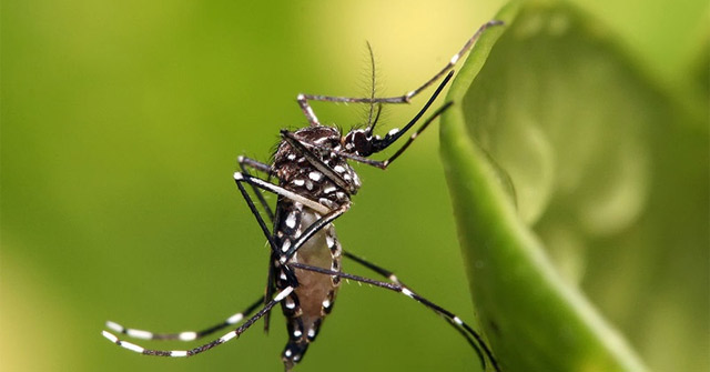 Identify Blood-sucking Aedes Mosquitoes That Transmit Dengue