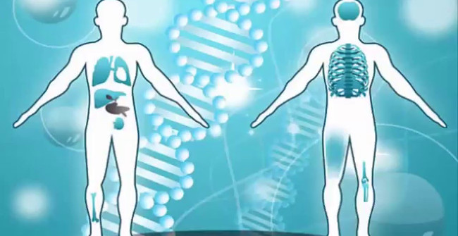 If Stretched All the Way, How Big Are the Human Organs