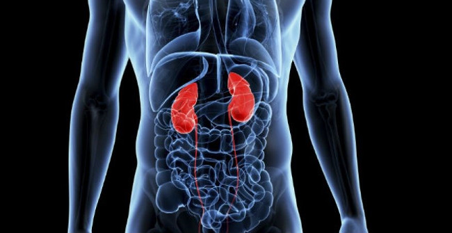 If There Is Only One Kidney, How Will Human Life Change