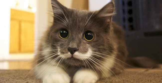 If This Part Is Missing, the Cat Will Look Like Someone Who Is Blind and Has No Feeling