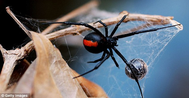 If You Suffer from the World's Most Poisonous Spider, How Will Your Body Be Destroyed?