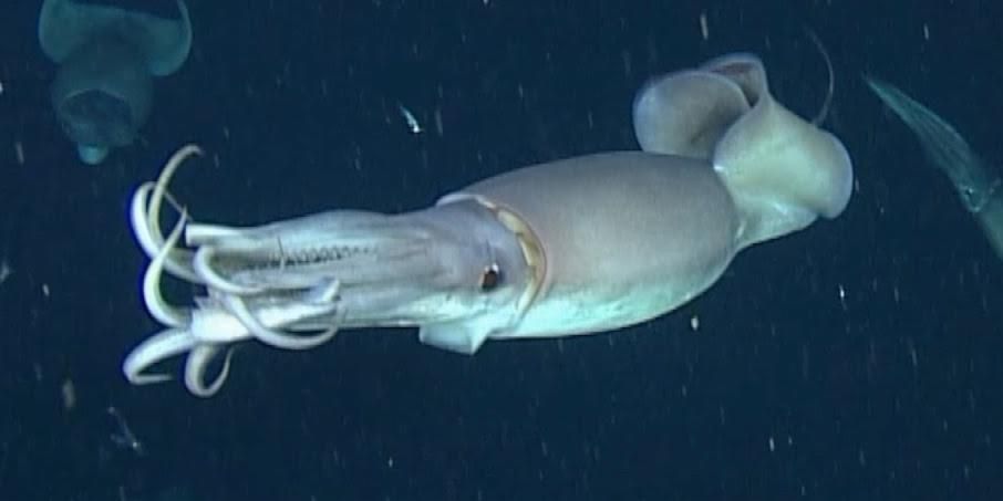 Illuminating Find: Here's How Squid Talk to Each Other in