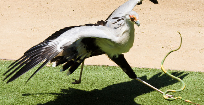 'immune to Poison' These 7 Predators Eat Poisonous Snake Meat