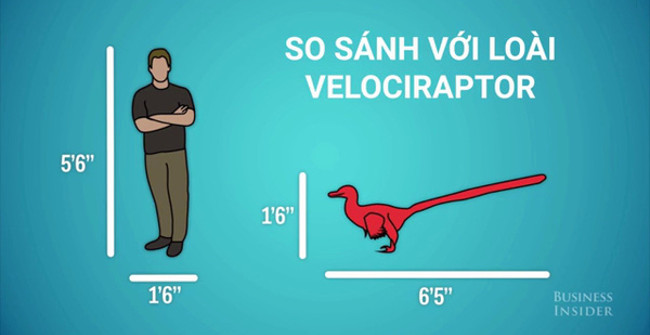 In Terms of Size, Where Does the Human Being Stand for a Dinosaur