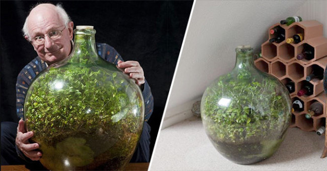 Incidentally, the Tree Still Lives Well in a Sealed Glass Bottle for 45 Years, Even Without Watering