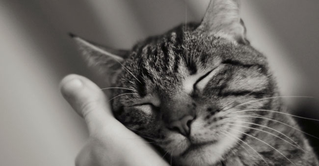 Infographic - the Grrr Benefit of Cats!