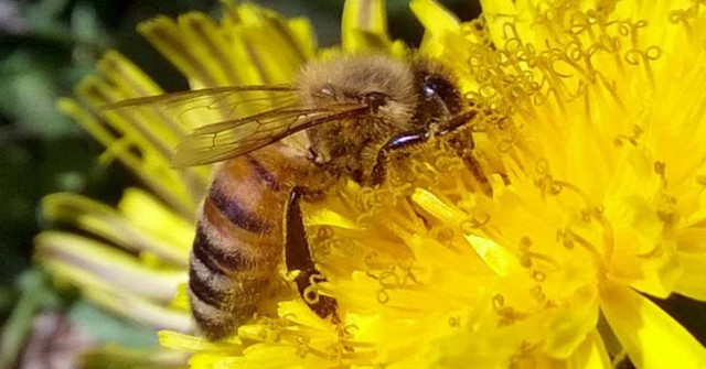 Insecticides Harm the Honey Bee Life