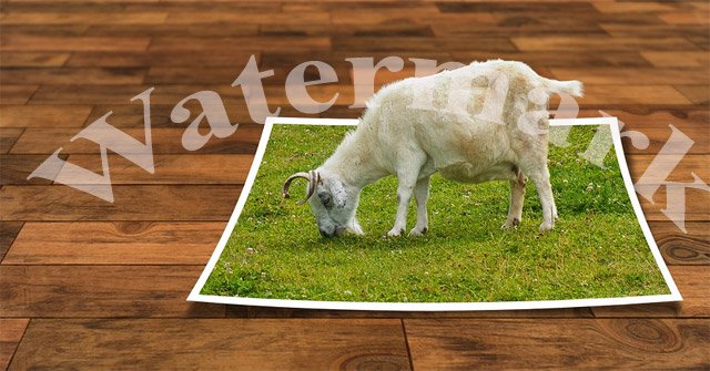 How to Stamp Photos, Add Watermark to Images on Android Phones