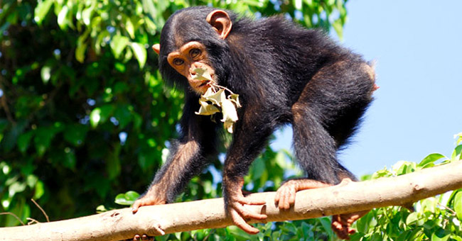 Interesting Discovery: Human Brain Is More Flexible Than Chimp Brain