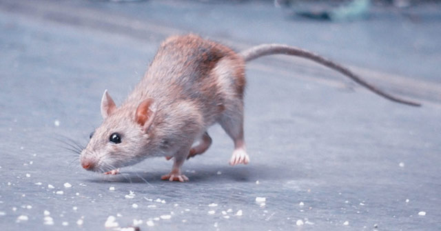 Rats: Interesting Facts About Mice You May Not Know