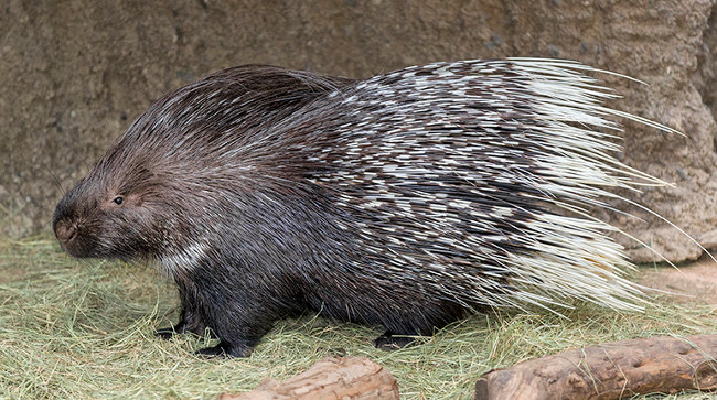 Interesting Things About Hedgehogs May Not Be Known