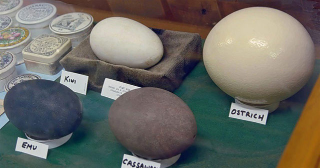 Interesting Things About the Eggs of Animals