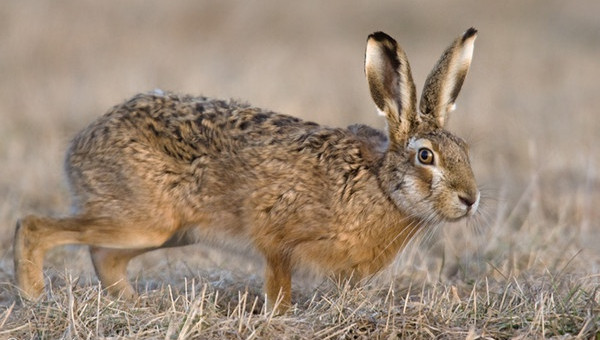 It Is Possible That Humans Tamed Wild Rabbits from Ancient Mexican Civilization