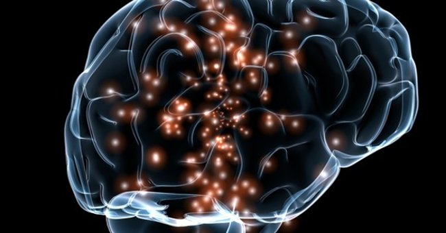 It Took 1700 Hours to Describe the Brain of 'Fruit Flies' in 3D