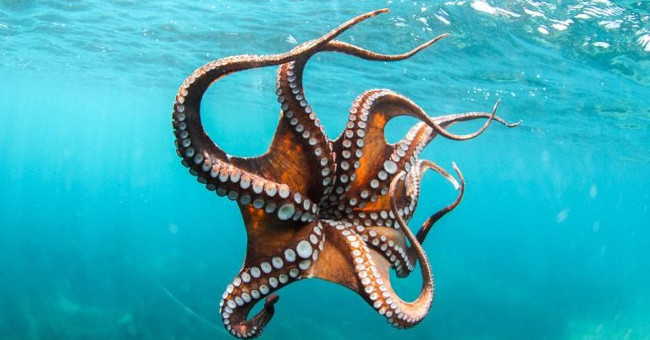 It Turned Out That the Octopus Gave up Its Ability to Evolve to Become Smarter