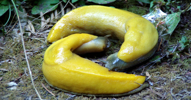 It Turns Out a Meal of Banana Slugs Is Like This