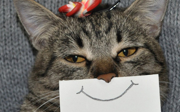 It Turns Out Cats Also Have Facial Expressions, But Not All