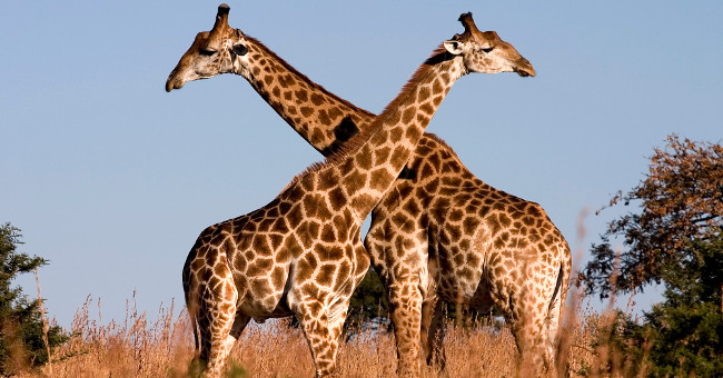 It Turns Out That Giraffes Have Four Species, Not Just One Species as We Thought