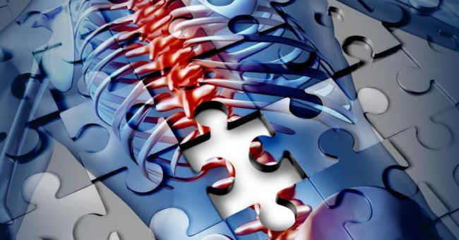 It Turns Out That Human Stem Cell Transplantation Can Help Reduce Spinal Cord Injuries in Mice