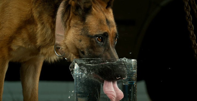 It Turns Out This Is How Dogs and Cats Control Tongues to Drink