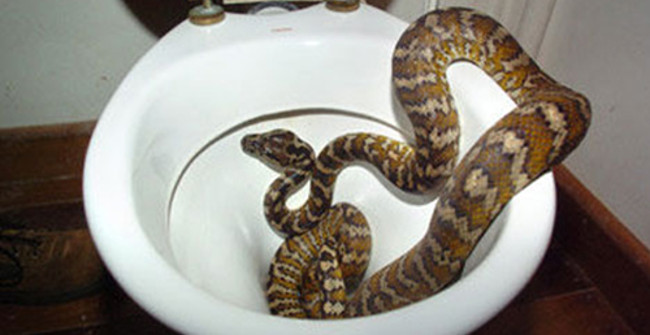 It Turns Out This Is the Reason People Often Catch Snakes