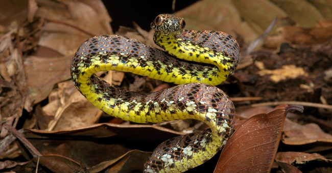 Jade Snake - Beauty Queen Snake in Vietnam