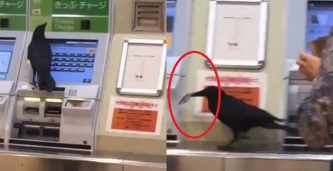 Japan: without Money, the Ghost Crow Steals a Passenger's Credit