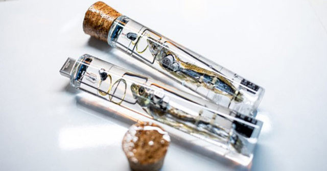 Japanese Students Take Whole Fish as USB, Use Fish Brain to Save Data but Can Only Make Scenes