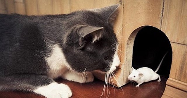 Jokes: Mouse Also Slash Wind