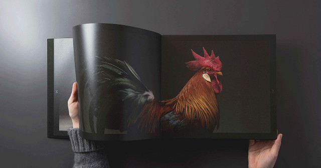 Just a Chicken but a Good Camera, a Good Photographer Is Still
