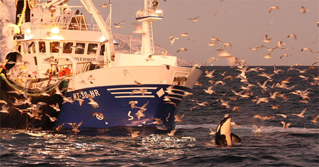 Killer Whales and 5 Incredible Facts About Them