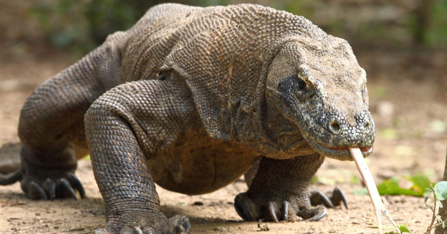 Komodo Assassin Dragon Slayed a Giant Buffalo with a Cup