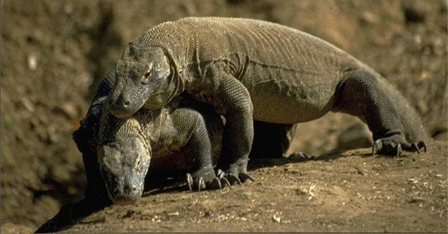 Komodo Dragon Blood Helps Fight Antibiotic Resistant Bacteria